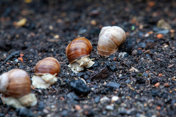 Schnecke Schneckenhaus Makro 