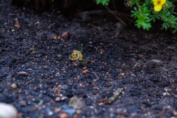 Schnecke Schneckenhaus Makro 