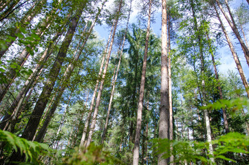 Fototapeta premium walk through the summer forest in the afternoon