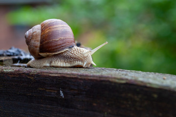 Schnecke Schneckenhaus Makro 