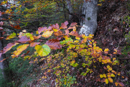 faggeta in Autunno e sottobosco con ramo in primo piano