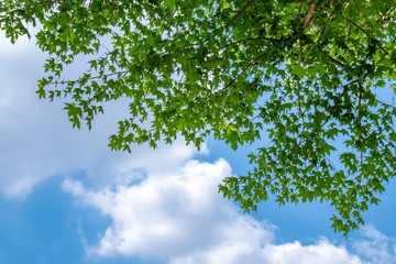 American sweetgum foliage with blue sky background