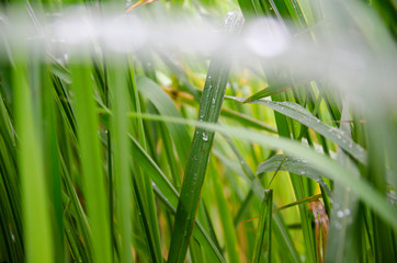 water drops on leaves after rain