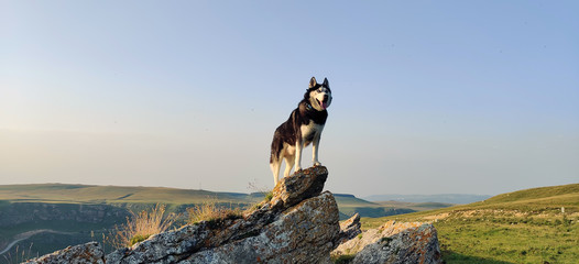 A beautiful black and white adult husky dog proudly stands on a hill in the mountains and looks into the distance with blue eyes. - Powered by Adobe