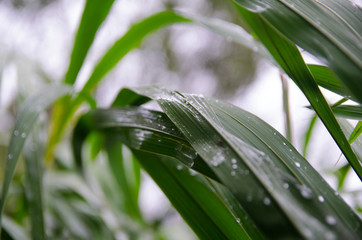 Obraz premium water drops on leaves after rain