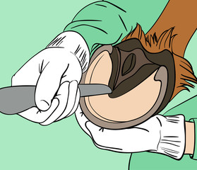 Horse info graphic poster design. Vector illustration.