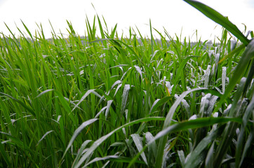 water drops on leaves after rain