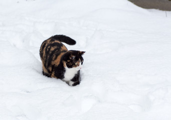 Katze spielt im Schnee (Julie)