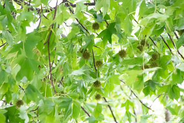 Fototapeta na wymiar American sweetgum leaves and balls
