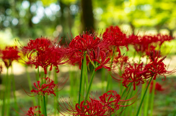 lycoris　曼殊沙華　ヒガンバナ