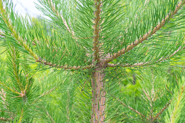 Fototapeta premium Coniferous trunk with branch and green needles and brown bark