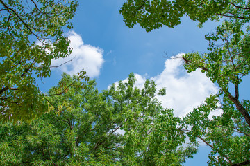 Look up into the sky in the woods