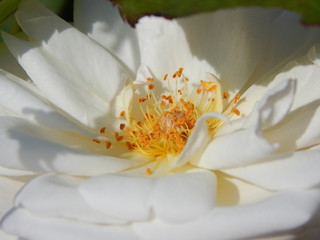 Yellow flower pistil with nectar surrounded by white petals, copy space