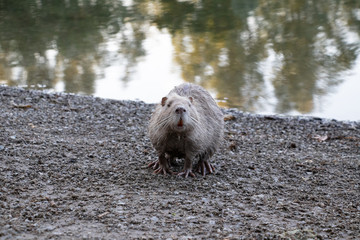 Nutria - Ratte - Riesenratte