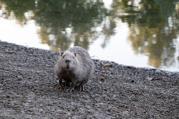 Nutria - Ratte - Riesenratte