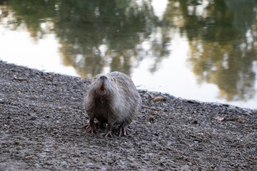 Nutria - Ratte - Riesenratte