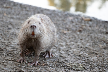 Nutria - Ratte - Riesenratte