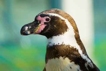 Humbold Pinguin Portrait seitlich