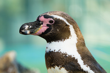 Humbold Pinguin Portrait seitlich