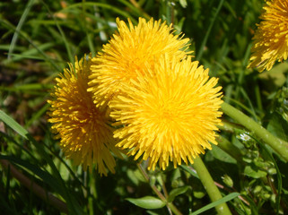 Yellow blooming dandelion in the green grass with sunlight and summer mood