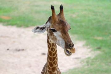 Close up  head giraffe in the garden at thailand