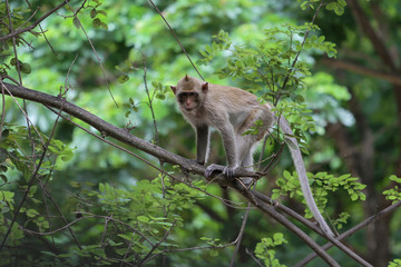 The monkey on branch tree in nature at thailand