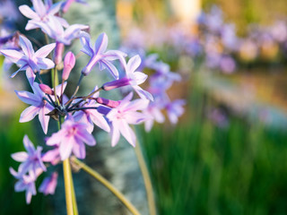 Obraz premium flowers and natural green background bokeh 