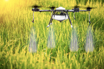 Agriculture drone flying on the green rice fields with morning dew drops.