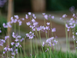 flowers and natural green background bokeh 