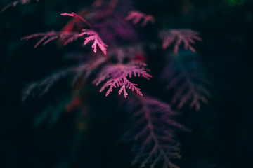 Tui branches with pink lighting