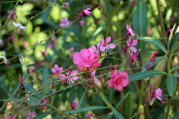 Gaura rose