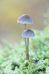 Mycena erubescens, known as bitter mycena, growing on mossy oak trunk in Finland