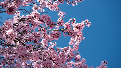 Beautiful cherry blossom sakura in spring time over blue sky.