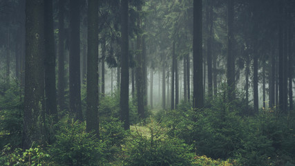 Obraz premium green foggy forest