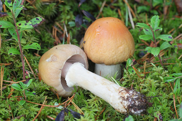 Cortinarius caperatus, known as the gypsy mushroom, wild edible mushrooms from Finland