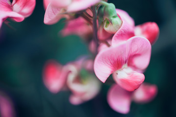 Fototapeta na wymiar Pink Orchid in garden with light