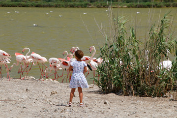 La fille et les flamants roses