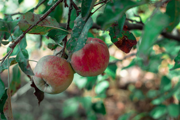 Fresh ripe apples on a tree. Two red juicy apples on a branch of apple tree