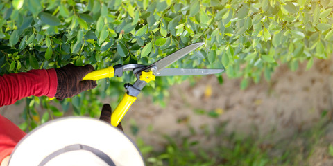 Man working in garden is pruning of ornamental trees at home in morning