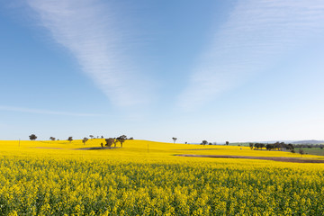 Fototapeta premium field of rapeseed with beautiful cloud - plant for green energy