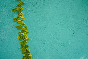 Green leave on stone wall background.