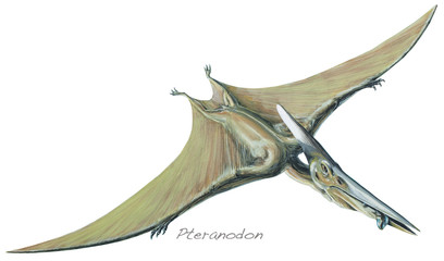 PTERANODON. One of the largest ever flying reptiles, with a wingspan of over 26ft (8m). Cretaceous, about 90 million years ago. *No. 6 in a series of eight.* © Lewisroland