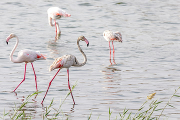 Great flamingos in the pond at Al Wathba Wetland Reserve in Abu Dhabi, UAE	