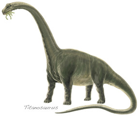 TITANOSAURUS ARGENTINOSAURUS. Titanosaurs include some of the heaviest land animals ever found on earth. Late Cretaceous, about 90 million years ago.