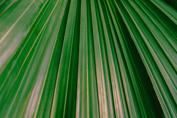 Green leaf of a palm tree
