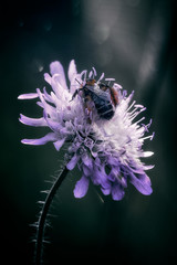 Macro photo of a honeybee on a blossom in summer in the garden