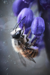 Macro photo of a honeybee on a flower in the summer with textures