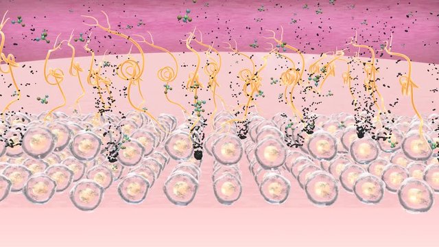 Clean hair follicle and remove melanin