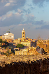Fototapeta na wymiar Pigeon in front of a blurred Rome, Italy city view from the Orange Trees Garden or Savello Park, the blurred Victor Emmanuel II National Monument and Patarina Tower in the background