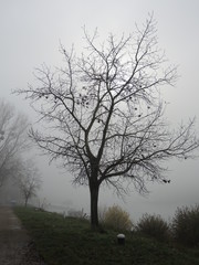 Kahler Baum im Nebel